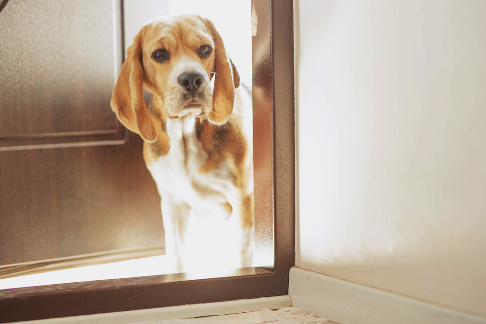 How to Transition a Dog to a New House (Cats, Too!)